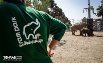 «مایسا» یکساله شد 24