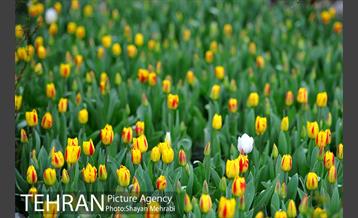 روش گل های لاله در باغ ایرانی 22