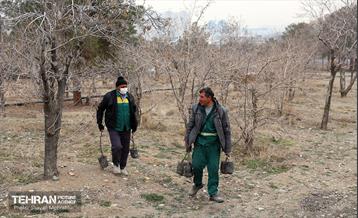 کاشت 2000 نهال مثمر در بوستان جنگلی چیتگر 45