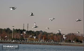 کوچ پرندگان مهاجر به دریاچه شهدای خلیج‌فارس 25