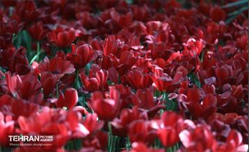 بازدید اصحاب رسانه از باغ ایرانی 12