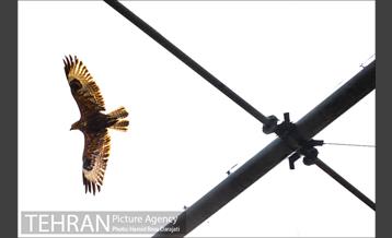 باغ پرندگان فاز دوم 16