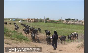 بازدید شهردار تهران از بخش سیل زده بستان خوزستان 15