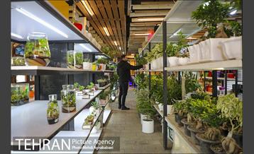مرکز گل و گیاه ایوار 3