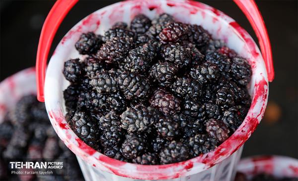 سومین جشنواره شاه توت