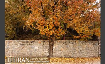 پاییز طلایی روستای افجه 1