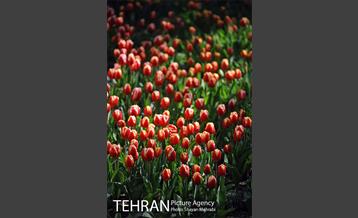 رویش گل های لاله در باغ ایرانی 2
