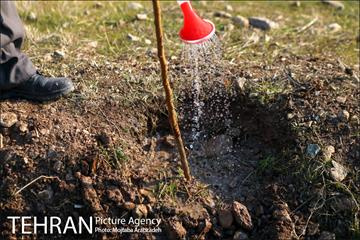 کاشت 2200 اصله نهال در بوستان جنگلی چیتگر 18