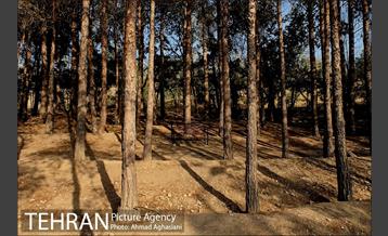 پارک جنگلی چیتگر 9