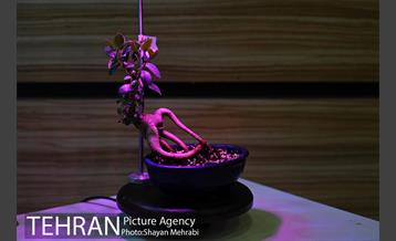 هشتمین نمایشگاه گل و گیاه تهران 20