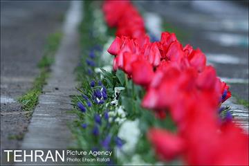 جشنواره لاله‌ها در بوستان زندگی محله هرندی 9