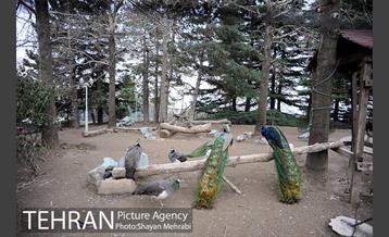 موزه طبیعت و حیات وحش دارآباد تهران 43