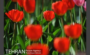 رویش گل های لاله در بوستان ملت 14