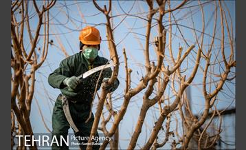 آغاز فصل هرس درختان- 2