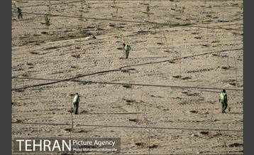 بازدید از پروژه جنگل کاری 1250 هکتاری 8