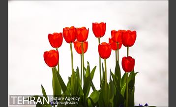 رویش گل های لاله در باغ ایرانی 32