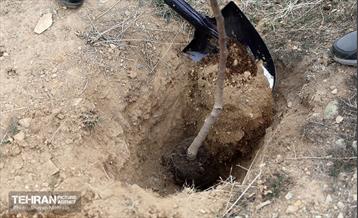 کاشت 2000 نهال مثمر در بوستان جنگلی چیتگر 23