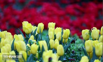 لاله‌ها میهمان باغ ایرانی 16