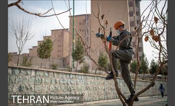 آغاز فصل هرس درختان 20