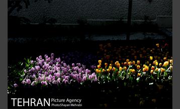 پیاده راه لاله مادران 35