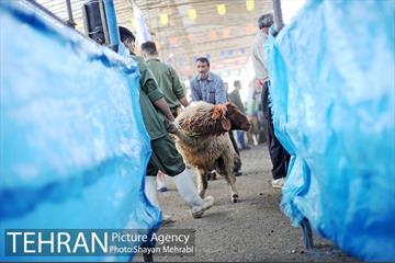 بازدید معاونین شهردار از جایگاه های عرضه دام زنده 17