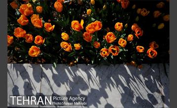 رویش گل های لاله در پارک ملت 16