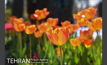 رویش لاله ها در پارک شهر 23