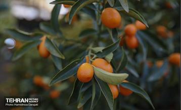 بازار گل محلاتی  45