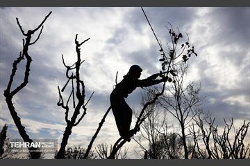 هرس درختان در منطقه ۱۶ 16