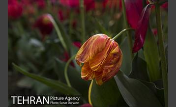 بوستان باغ ایرانی 5