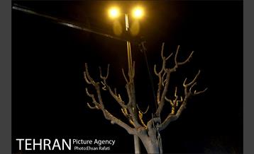 ​جا به جایی درختان گیشا به دلیل ساخت زیرگذر 12