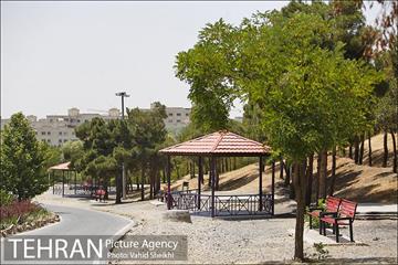 بوستان جنگلی یاس فاطمی 12