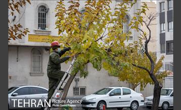 آغاز فصل هرس درختان 3