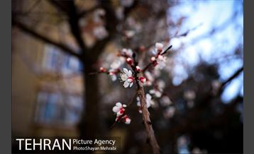 بهار در تهران 14
