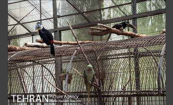 باغ پرندگان تهران 21