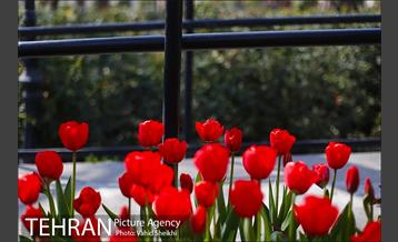 رویش گل های لاله در باغ ایرانی 18