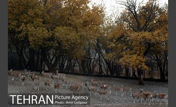 پاییز در میشه زار بوستان جنگلی چیتگر 4