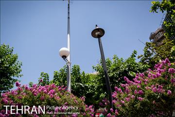 گل های توری 11