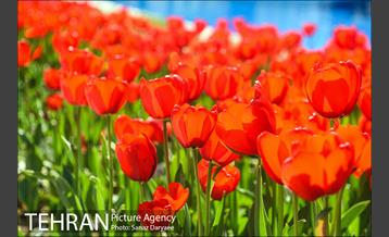 رویش لاله ها در پارک شهر 29
