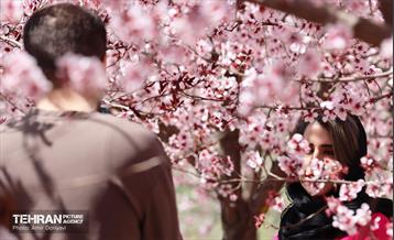 شکوفه‌های بهاری در بوستان سمن‌ها 11