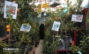 بازار گل شهید محلاتی در آخرین روزهاى سال 40