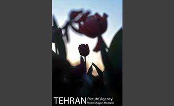 برج میلاد میزبان لاله های بهاری و تخم مرغ های رنگی 29