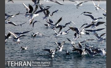 دریاچه شهدای خلیج فارس میزبان کاکاهای مهاجر 6