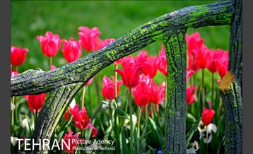 رویش گل های لاله در بوستان ملت 36