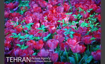 باغ ایرانی (بوستان مهندس مختاری) 1