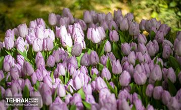 لاله های باغ ایرانی 5
