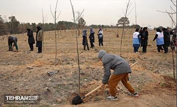کاشت 2000 نهال مثمر در بوستان جنگلی چیتگر 41