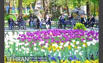 رویش گل های لاله در بوستان ملت 25
