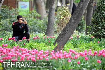 رویش گل های لاله در باغ ایرانی 29