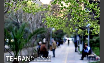 شکوفه های بهاری در پایتخت 1